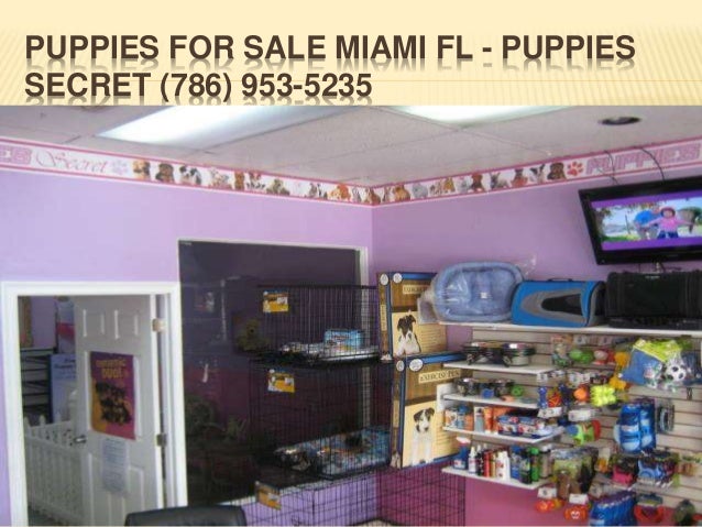 puppy stores in miami puppies in miami fl puppy stores in miami puppies in miami fl