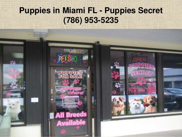 Dogs For Sale In Miami
