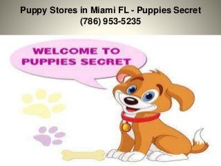 Puppy Stores in Miami FL - Puppies Secret
(786) 953-5235
 