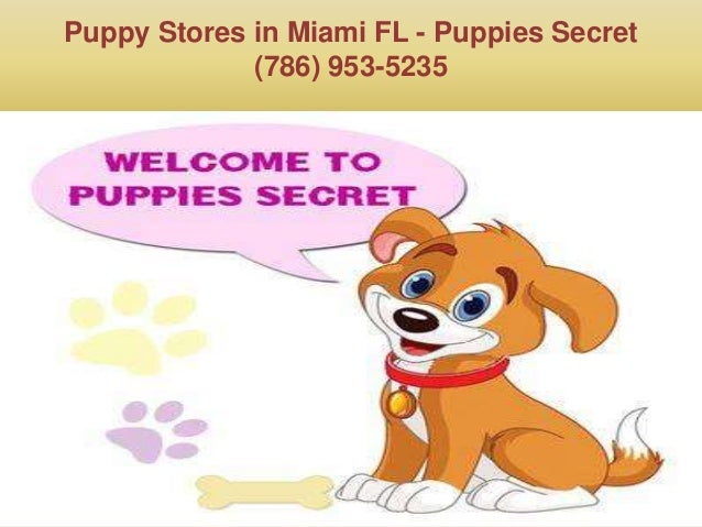 puppy stores in miami puppies in miami fl puppy stores in miami puppies in miami fl