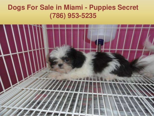 puppy stores in miami puppies in miami fl puppy stores in miami puppies in miami fl