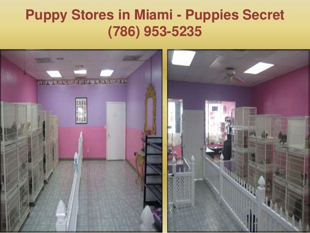 puppy stores in miami puppies in miami fl puppy stores in miami puppies in miami fl