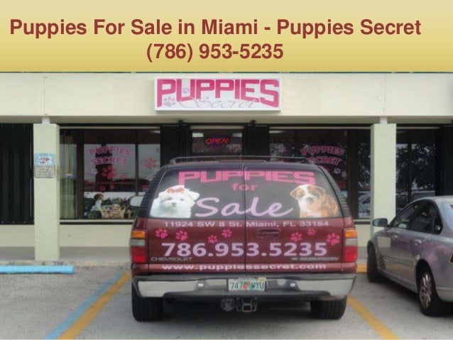 puppy stores in miami puppies in miami fl puppy stores in miami puppies in miami fl