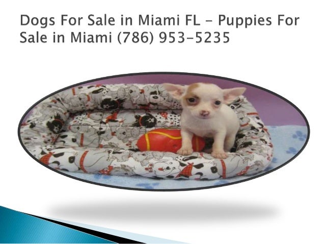 dogs for sale in miami puppies for sale miami fl puppies for sale in miami 786 953 5235 dogs for sale in miami puppies for sale miami fl puppies for sale in miami 786 953 5235