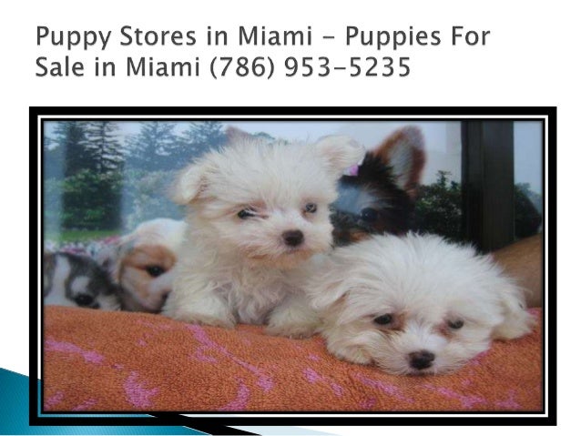 puppy stores in miami puppies for sale miami fl puppies for sale in miami 786 953 5235 puppy stores in miami puppies for sale miami fl puppies for sale in miami 786 953 5235