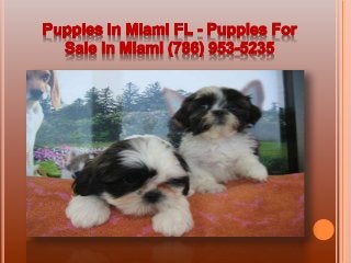 Puppies For Sale in Miami - Puppies For Sale in Miami (786) 953-5235
