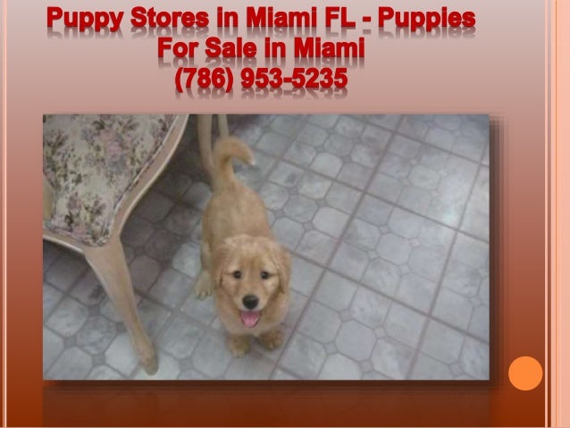 puppy stores in miami puppies for sale in miami puppies for sale in miami 786 953 5235 puppy stores in miami puppies for sale in miami puppies for sale in miami 786 953 5235