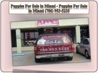 Puppies For Sale in Miami FL - Puppies For Sale in Miami (786) 953-5235