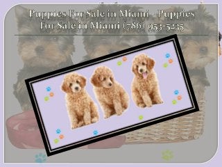Puppy Stores in Miami FL - Puppies For Sale in Miami (786) 953-5235