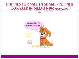 Puppies For Sale Miami FL - Puppies For Sale in Miami (786) 953-5235