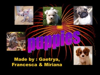 Made by : Gaetrya, Francesca & Miriana puppies 