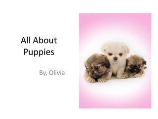 All About
Puppies

    By, Olivia
 