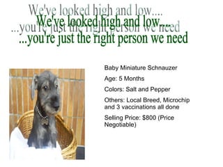 We've looked high and low.... ...you're just the right person we need Baby Miniature Schnauzer Age: 5 Months Colors: Salt and Pepper Others: Local Breed, Microchip and 3 vaccinations all done Selling Price: $800 (Price Negotiable) 