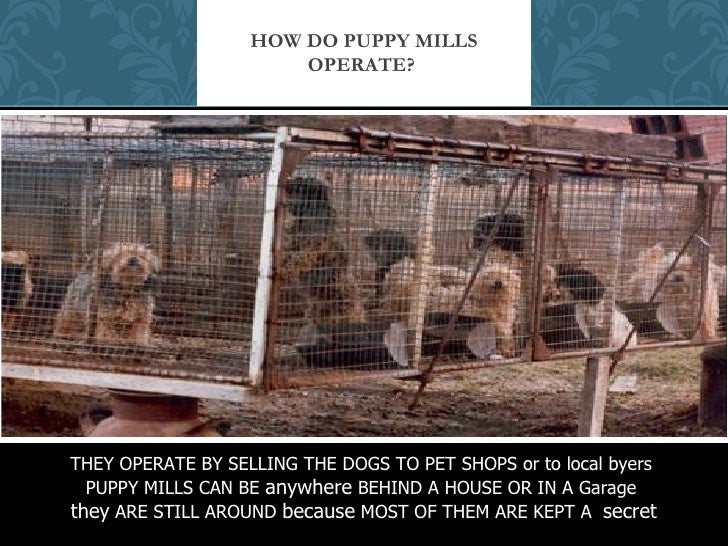 Puppy mills