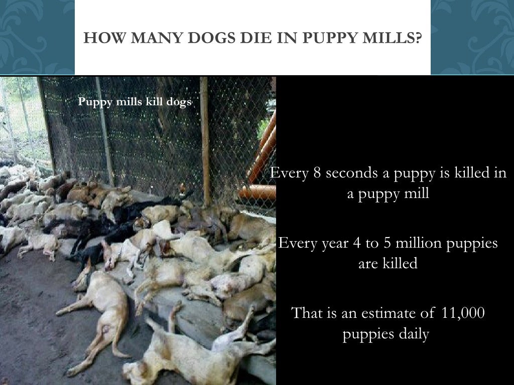 Puppy mills