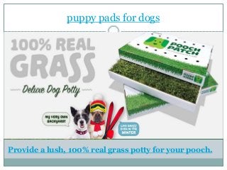 puppy pads for dogs
Provide a lush, 100% real grass potty for your pooch.
 