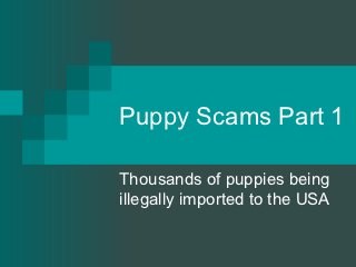 Puppy Scams Part 1

Thousands of puppies being
illegally imported to the USA
 