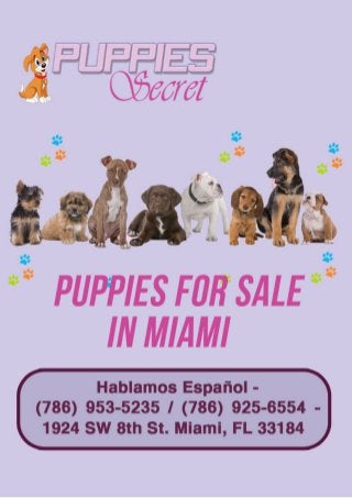Dogs For Sale in Miami