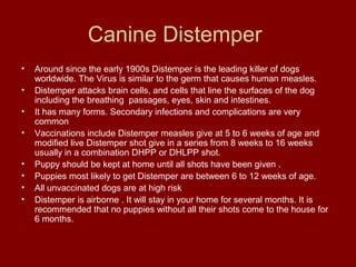 Canine Distemper
•   Around since the early 1900s Distemper is the leading killer of dogs
    worldwide. The Virus is simi...