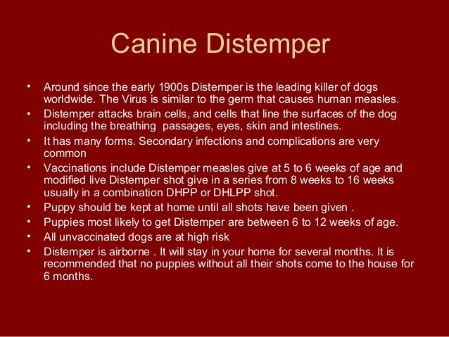 how can a live with distemper puppy viruses how can a live with distemper puppy viruses