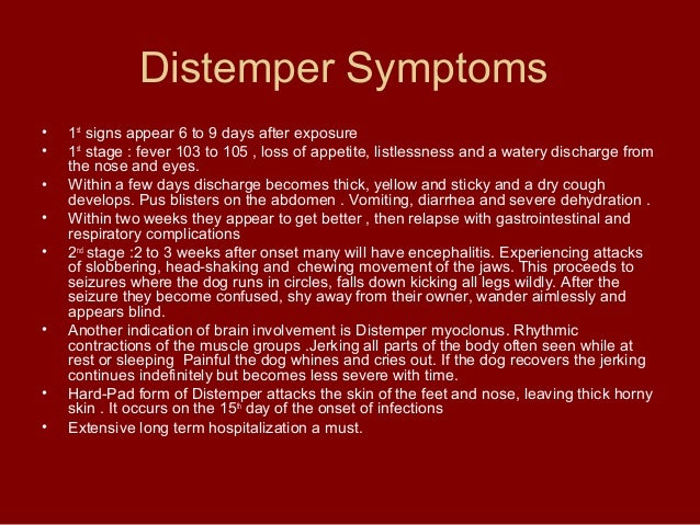 signs of distemper in puppies puppy viruses signs of distemper in puppies puppy viruses