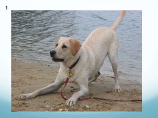 Creating Emotional Connections through GIFs ‍of Animal Behaviors