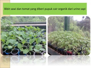 Bibit sawi dan tomat yang diberi pupuk cair organik dari urine sapi
 
