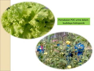 Pemakaian POC urine dalam
budidaya hidroponik
 