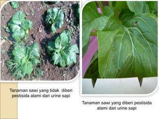 Tanaman sawi yang tidak diberi
pestisida alami dari urine sapi
Tanaman sawi yang diberi pestisida
alami dari urine sapi
 