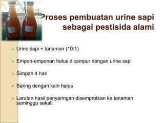 Proses pembuatan urine sapi
sebagai pestisida alami
 Urine sapi + tanaman (10:1)
 Empon-emponan halus dicampur dengan urine sapi
 Simpan 4 hari
 Saring dengan kain halus
 Larutan hasil penyaringan disemprotkan ke tanaman
seminggu sekali.
 