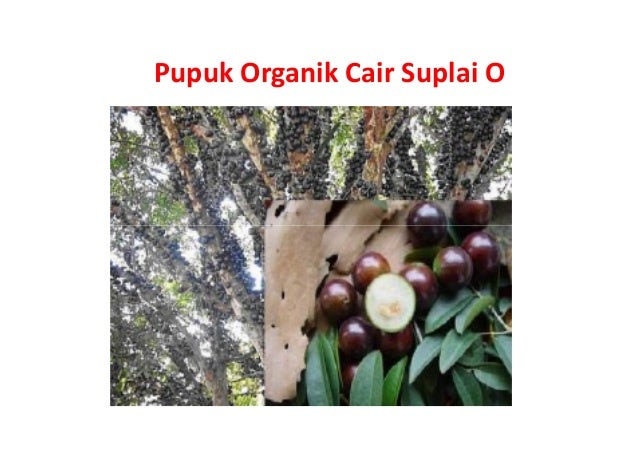 pupuk organik cair pertanian 081281000409 pupuk organik cair pertanian 081281000409