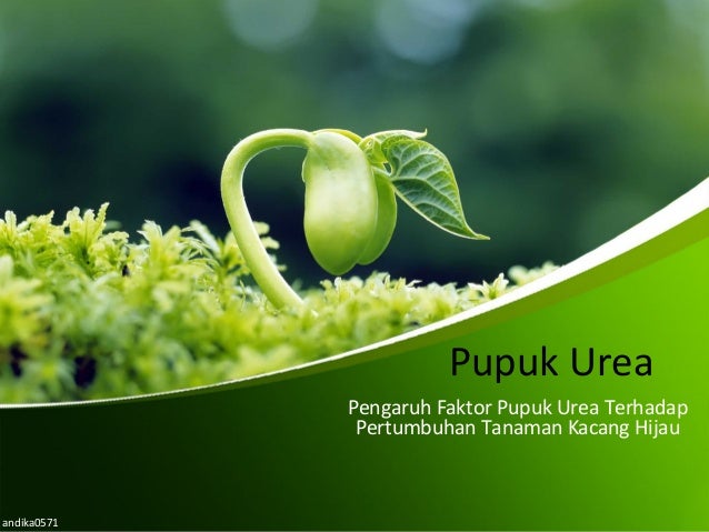 Pengaruh Faktor Pupuk Urea Terhadap Pertumbuhan Tanaman