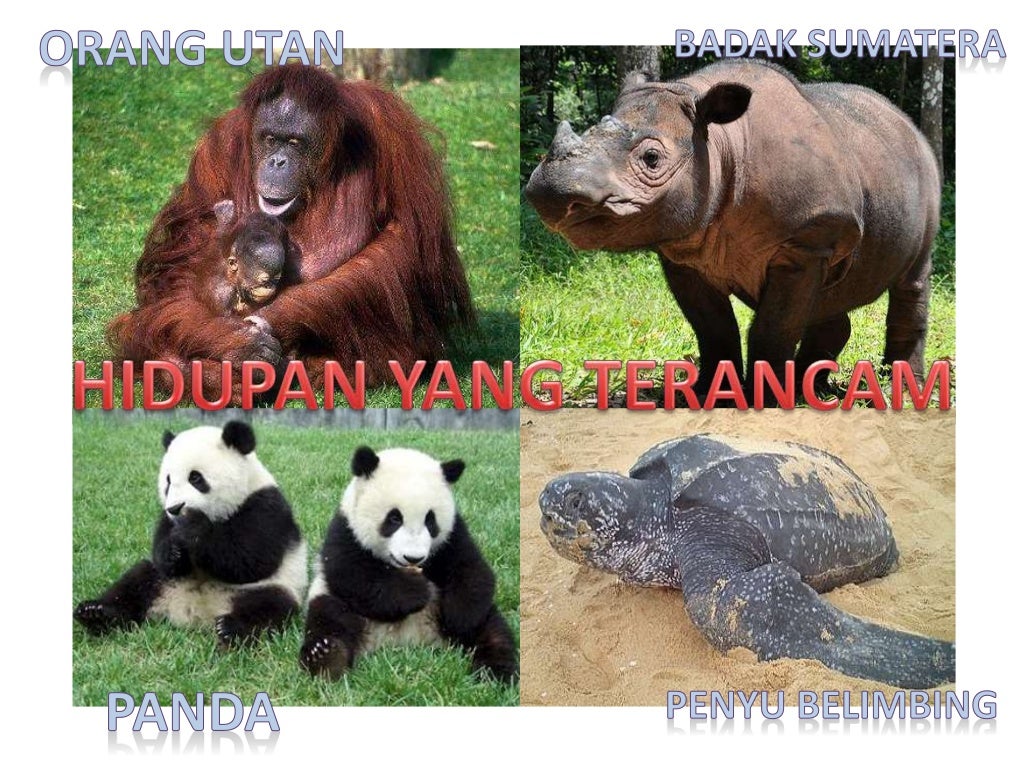 Poster Hidupan Pupus dan Terancam