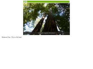 Growth (Agile) Mindset 
Redwood Tree - This is a life freed 
 