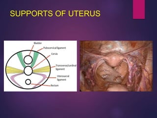 SUPPORTS OF UTERUS
 