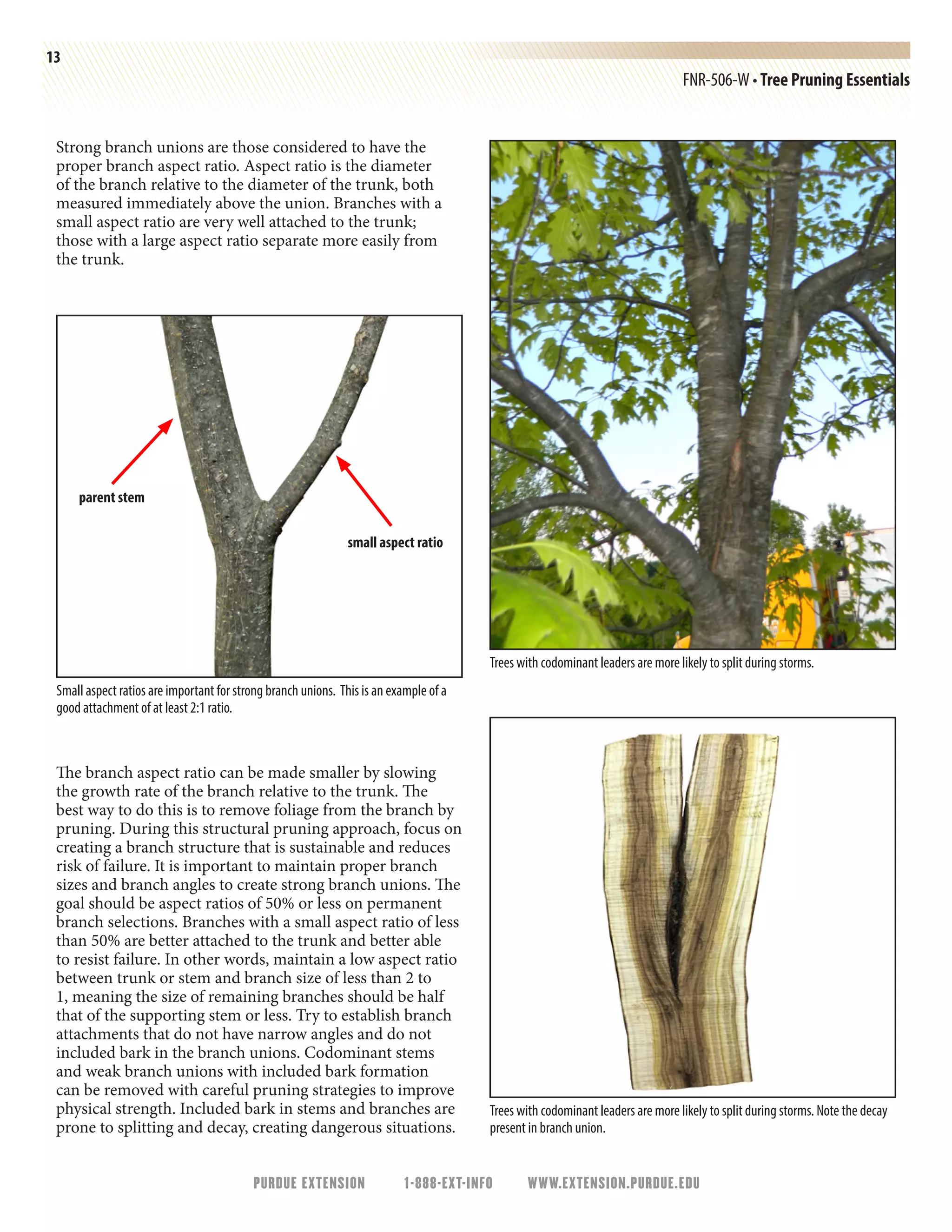 PURDUE EXTENSION 1-888-EXT-INFO WWW.EXTENSION.PURDUE.EDU
13
FNR-506-W • Tree Pruning Essentials
Strong branch unions are those considered to have the
proper branch aspect ratio. Aspect ratio is the diameter
of the branch relative to the diameter of the trunk, both
measured immediately above the union. Branches with a
small aspect ratio are very well attached to the trunk;
those with a large aspect ratio separate more easily from
the trunk.
The branch aspect ratio can be made smaller by slowing
the growth rate of the branch relative to the trunk. The
best way to do this is to remove foliage from the branch by
pruning. During this structural pruning approach, focus on
creating a branch structure that is sustainable and reduces
risk of failure. It is important to maintain proper branch
sizes and branch angles to create strong branch unions. The
goal should be aspect ratios of 50% or less on permanent
branch selections. Branches with a small aspect ratio of less
than 50% are better attached to the trunk and better able
to resist failure. In other words, maintain a low aspect ratio
between trunk or stem and branch size of less than 2 to
1, meaning the size of remaining branches should be half
that of the supporting stem or less. Try to establish branch
attachments that do not have narrow angles and do not
included bark in the branch unions. Codominant stems
and weak branch unions with included bark formation
can be removed with careful pruning strategies to improve
physical strength. Included bark in stems and branches are
prone to splitting and decay, creating dangerous situations.
Small aspect ratios are important for strong branch unions. This is an example of a
good attachment of at least 2:1 ratio.
Trees with codominant leaders are more likely to split during storms.
Trees with codominant leaders are more likely to split during storms. Note the decay
present in branch union.
parent stem
small aspect ratio
 