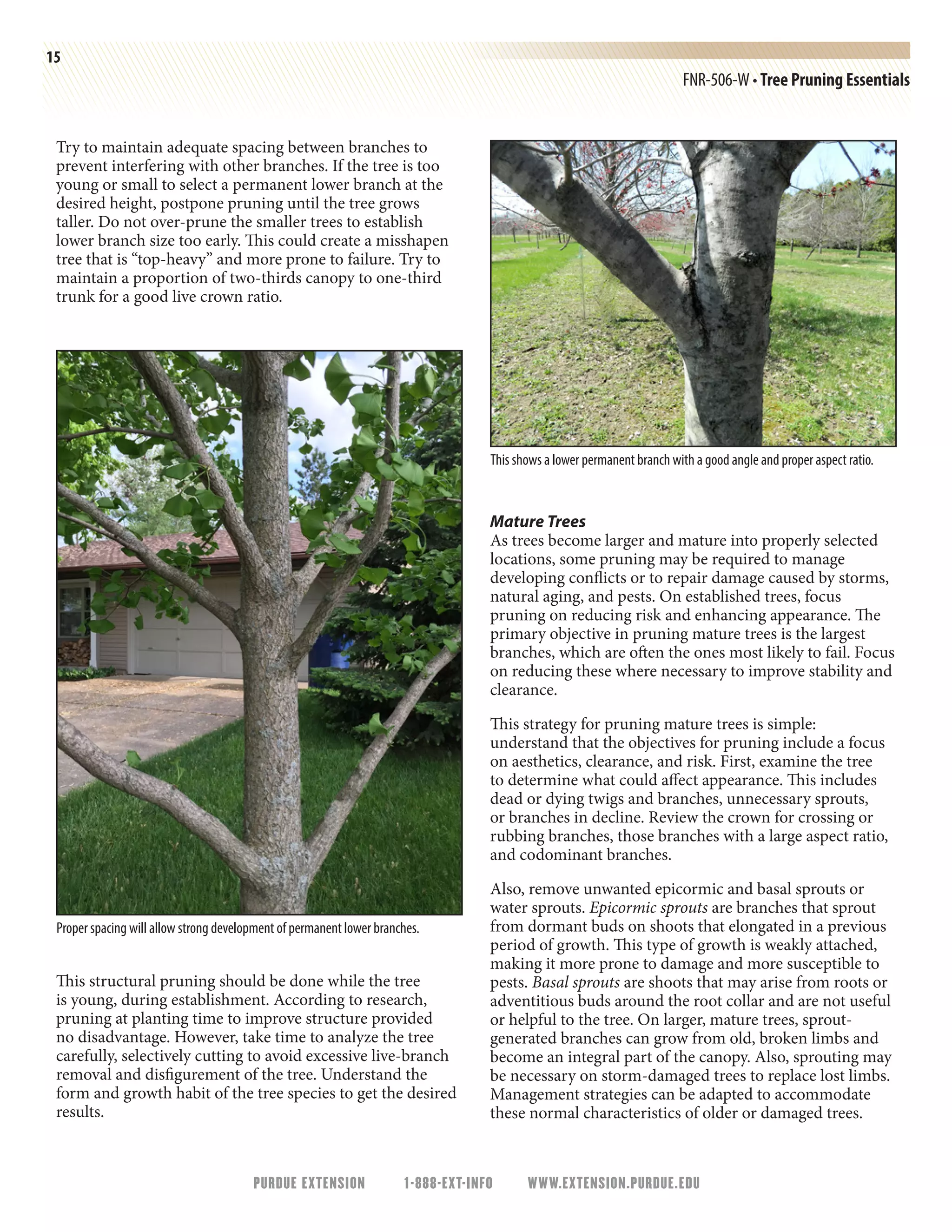 PURDUE EXTENSION 1-888-EXT-INFO WWW.EXTENSION.PURDUE.EDU
15
FNR-506-W • Tree Pruning Essentials
Try to maintain adequate spacing between branches to
prevent interfering with other branches. If the tree is too
young or small to select a permanent lower branch at the
desired height, postpone pruning until the tree grows
taller. Do not over-prune the smaller trees to establish
lower branch size too early. This could create a misshapen
tree that is “top-heavy” and more prone to failure. Try to
maintain a proportion of two-thirds canopy to one-third
trunk for a good live crown ratio.
This structural pruning should be done while the tree
is young, during establishment. According to research,
pruning at planting time to improve structure provided
no disadvantage. However, take time to analyze the tree
carefully, selectively cutting to avoid excessive live-branch
removal and disfigurement of the tree. Understand the
form and growth habit of the tree species to get the desired
results.
Mature Trees
As trees become larger and mature into properly selected
locations, some pruning may be required to manage
developing conflicts or to repair damage caused by storms,
natural aging, and pests. On established trees, focus
pruning on reducing risk and enhancing appearance. The
primary objective in pruning mature trees is the largest
branches, which are often the ones most likely to fail. Focus
on reducing these where necessary to improve stability and
clearance.
This strategy for pruning mature trees is simple:
understand that the objectives for pruning include a focus
on aesthetics, clearance, and risk. First, examine the tree
to determine what could affect appearance. This includes
dead or dying twigs and branches, unnecessary sprouts,
or branches in decline. Review the crown for crossing or
rubbing branches, those branches with a large aspect ratio,
and codominant branches.
Also, remove unwanted epicormic and basal sprouts or
water sprouts. Epicormic sprouts are branches that sprout
from dormant buds on shoots that elongated in a previous
period of growth. This type of growth is weakly attached,
making it more prone to damage and more susceptible to
pests. Basal sprouts are shoots that may arise from roots or
adventitious buds around the root collar and are not useful
or helpful to the tree. On larger, mature trees, sprout-
generated branches can grow from old, broken limbs and
become an integral part of the canopy. Also, sprouting may
be necessary on storm-damaged trees to replace lost limbs.
Management strategies can be adapted to accommodate
these normal characteristics of older or damaged trees.
Proper spacing will allow strong development of permanent lower branches.
This shows a lower permanent branch with a good angle and proper aspect ratio.
 