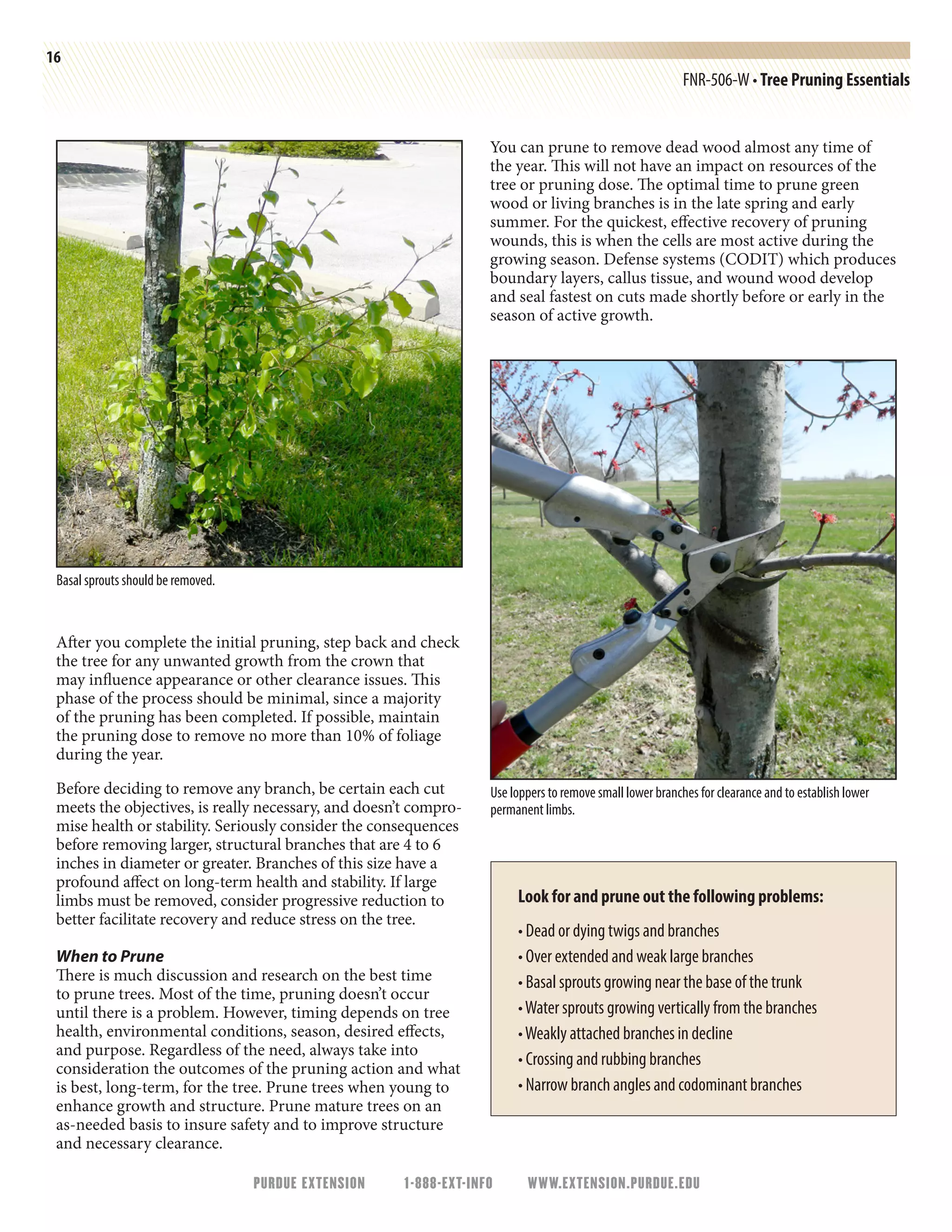 16
FNR-506-W • Tree Pruning Essentials
PURDUE EXTENSION 1-888-EXT-INFO WWW.EXTENSION.PURDUE.EDU
After you complete the initial pruning, step back and check
the tree for any unwanted growth from the crown that
may influence appearance or other clearance issues. This
phase of the process should be minimal, since a majority
of the pruning has been completed. If possible, maintain
the pruning dose to remove no more than 10% of foliage
during the year.
Before deciding to remove any branch, be certain each cut
meets the objectives, is really necessary, and doesn’t compro-
mise health or stability. Seriously consider the consequences
before removing larger, structural branches that are 4 to 6
inches in diameter or greater. Branches of this size have a
profound affect on long-term health and stability. If large
limbs must be removed, consider progressive reduction to
better facilitate recovery and reduce stress on the tree.
When to Prune
There is much discussion and research on the best time
to prune trees. Most of the time, pruning doesn’t occur
until there is a problem. However, timing depends on tree
health, environmental conditions, season, desired effects,
and purpose. Regardless of the need, always take into
consideration the outcomes of the pruning action and what
is best, long-term, for the tree. Prune trees when young to
enhance growth and structure. Prune mature trees on an
as-needed basis to insure safety and to improve structure
and necessary clearance.
You can prune to remove dead wood almost any time of
the year. This will not have an impact on resources of the
tree or pruning dose. The optimal time to prune green
wood or living branches is in the late spring and early
summer. For the quickest, effective recovery of pruning
wounds, this is when the cells are most active during the
growing season. Defense systems (CODIT) which produces
boundary layers, callus tissue, and wound wood develop
and seal fastest on cuts made shortly before or early in the
season of active growth.
Look for and prune out the following problems:
• Dead or dying twigs and branches
• Over extended and weak large branches
• Basal sprouts growing near the base of the trunk
•Water sprouts growing vertically from the branches
•Weakly attached branches in decline
• Crossing and rubbing branches
• Narrow branch angles and codominant branches
Use loppers to remove small lower branches for clearance and to establish lower
permanent limbs.
Basal sprouts should be removed.
 