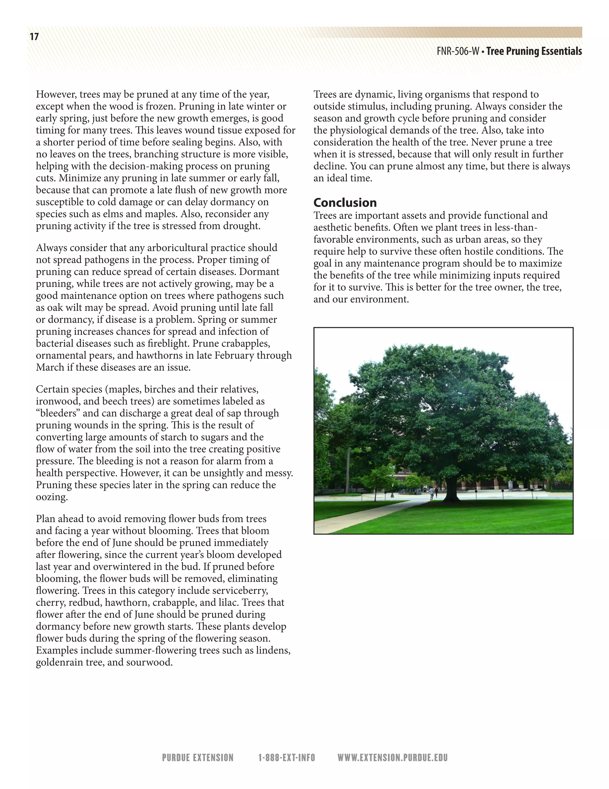 17
FNR-506-W • Tree Pruning Essentials
However, trees may be pruned at any time of the year,
except when the wood is frozen. Pruning in late winter or
early spring, just before the new growth emerges, is good
timing for many trees. This leaves wound tissue exposed for
a shorter period of time before sealing begins. Also, with
no leaves on the trees, branching structure is more visible,
helping with the decision-making process on pruning
cuts. Minimize any pruning in late summer or early fall,
because that can promote a late flush of new growth more
susceptible to cold damage or can delay dormancy on
species such as elms and maples. Also, reconsider any
pruning activity if the tree is stressed from drought.
Always consider that any arboricultural practice should
not spread pathogens in the process. Proper timing of
pruning can reduce spread of certain diseases. Dormant
pruning, while trees are not actively growing, may be a
good maintenance option on trees where pathogens such
as oak wilt may be spread. Avoid pruning until late fall
or dormancy, if disease is a problem. Spring or summer
pruning increases chances for spread and infection of
bacterial diseases such as fireblight. Prune crabapples,
ornamental pears, and hawthorns in late February through
March if these diseases are an issue.
Certain species (maples, birches and their relatives,
ironwood, and beech trees) are sometimes labeled as
“bleeders” and can discharge a great deal of sap through
pruning wounds in the spring. This is the result of
converting large amounts of starch to sugars and the
flow of water from the soil into the tree creating positive
pressure. The bleeding is not a reason for alarm from a
health perspective. However, it can be unsightly and messy.
Pruning these species later in the spring can reduce the
oozing.
Plan ahead to avoid removing flower buds from trees
and facing a year without blooming. Trees that bloom
before the end of June should be pruned immediately
after flowering, since the current year’s bloom developed
last year and overwintered in the bud. If pruned before
blooming, the flower buds will be removed, eliminating
flowering. Trees in this category include serviceberry,
cherry, redbud, hawthorn, crabapple, and lilac. Trees that
flower after the end of June should be pruned during
dormancy before new growth starts. These plants develop
flower buds during the spring of the flowering season.
Examples include summer-flowering trees such as lindens,
goldenrain tree, and sourwood.
Trees are dynamic, living organisms that respond to
outside stimulus, including pruning. Always consider the
season and growth cycle before pruning and consider
the physiological demands of the tree. Also, take into
consideration the health of the tree. Never prune a tree
when it is stressed, because that will only result in further
decline. You can prune almost any time, but there is always
an ideal time.
Conclusion
Trees are important assets and provide functional and
aesthetic benefits. Often we plant trees in less-than-
favorable environments, such as urban areas, so they
require help to survive these often hostile conditions. The
goal in any maintenance program should be to maximize
the benefits of the tree while minimizing inputs required
for it to survive. This is better for the tree owner, the tree,
and our environment.
PURDUE EXTENSION 1-888-EXT-INFO WWW.EXTENSION.PURDUE.EDU
 