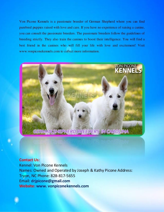 Purebred German Shepherd Puppies For Sale In Carolina