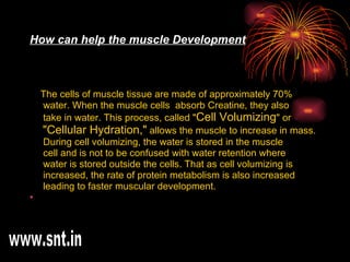 How can help the muscle Development The cells of muscle tissue are made of approximately 70%  water. When the muscle cells  absorb Creatine, they also  take in water. This process, called " Cell Volumizing " or  "Cellular Hydration,"  allows the muscle to increase in mass.  During cell volumizing, the water is stored in the muscle  cell and is not to be confused with water retention where  water is stored outside the cells. That as cell volumizing is  increased, the rate of protein metabolism is also increased  leading to faster muscular development.  www.snt.in 
