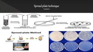 Spreadplate technique
In pictures
 