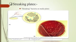 Streaking plates:-
 “Streaking” bacteria on media plates
 