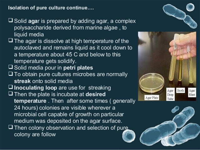 pure culture technic pure culture