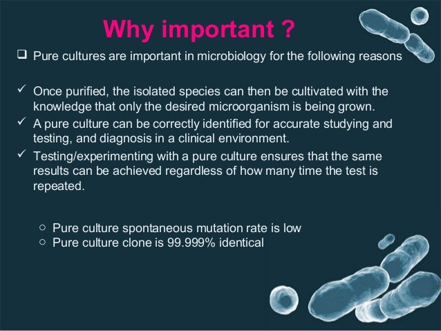 🎉 Why are pure cultures important. Isolation, Pure Culture, and