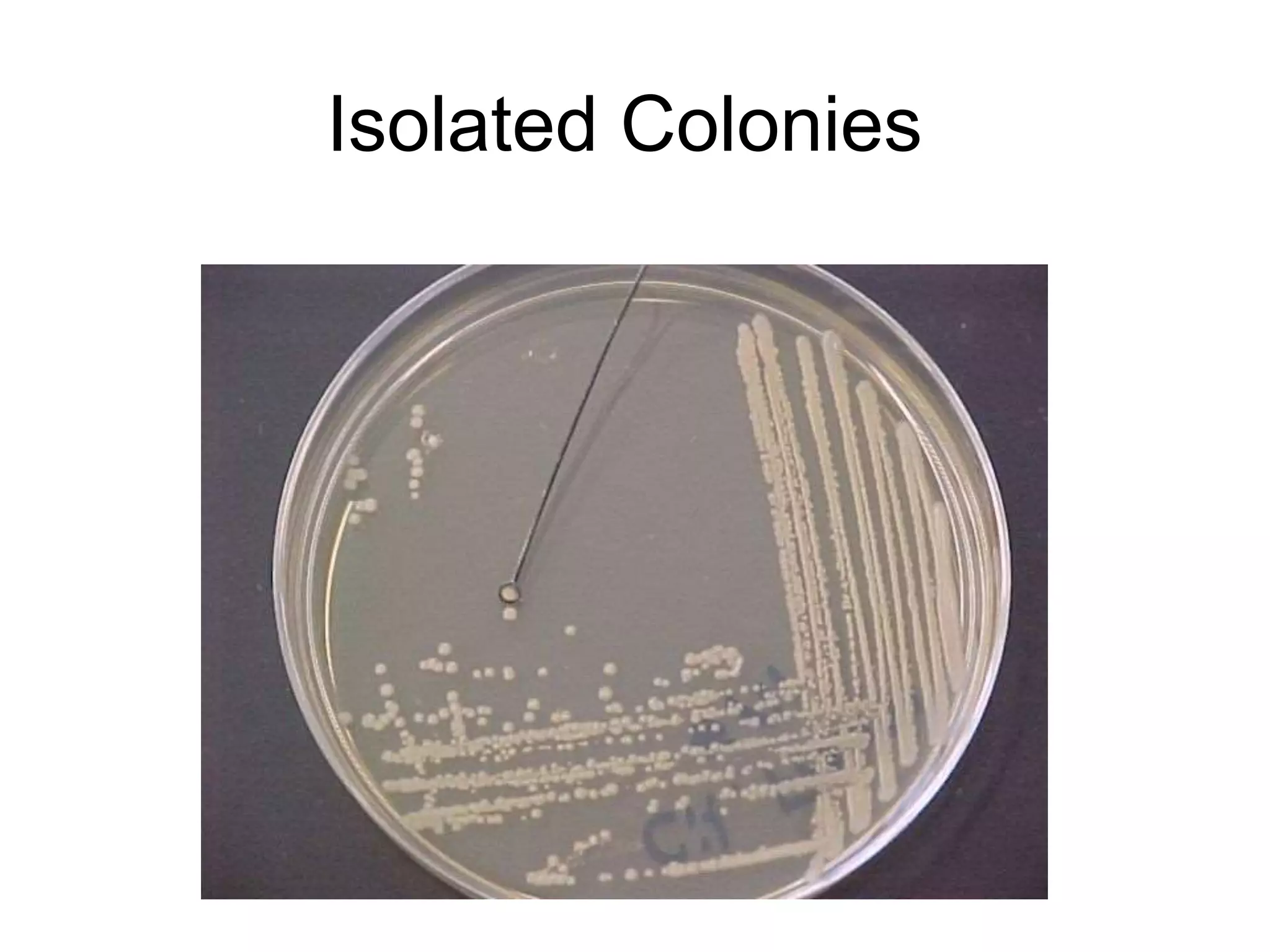 Isolated Colonies