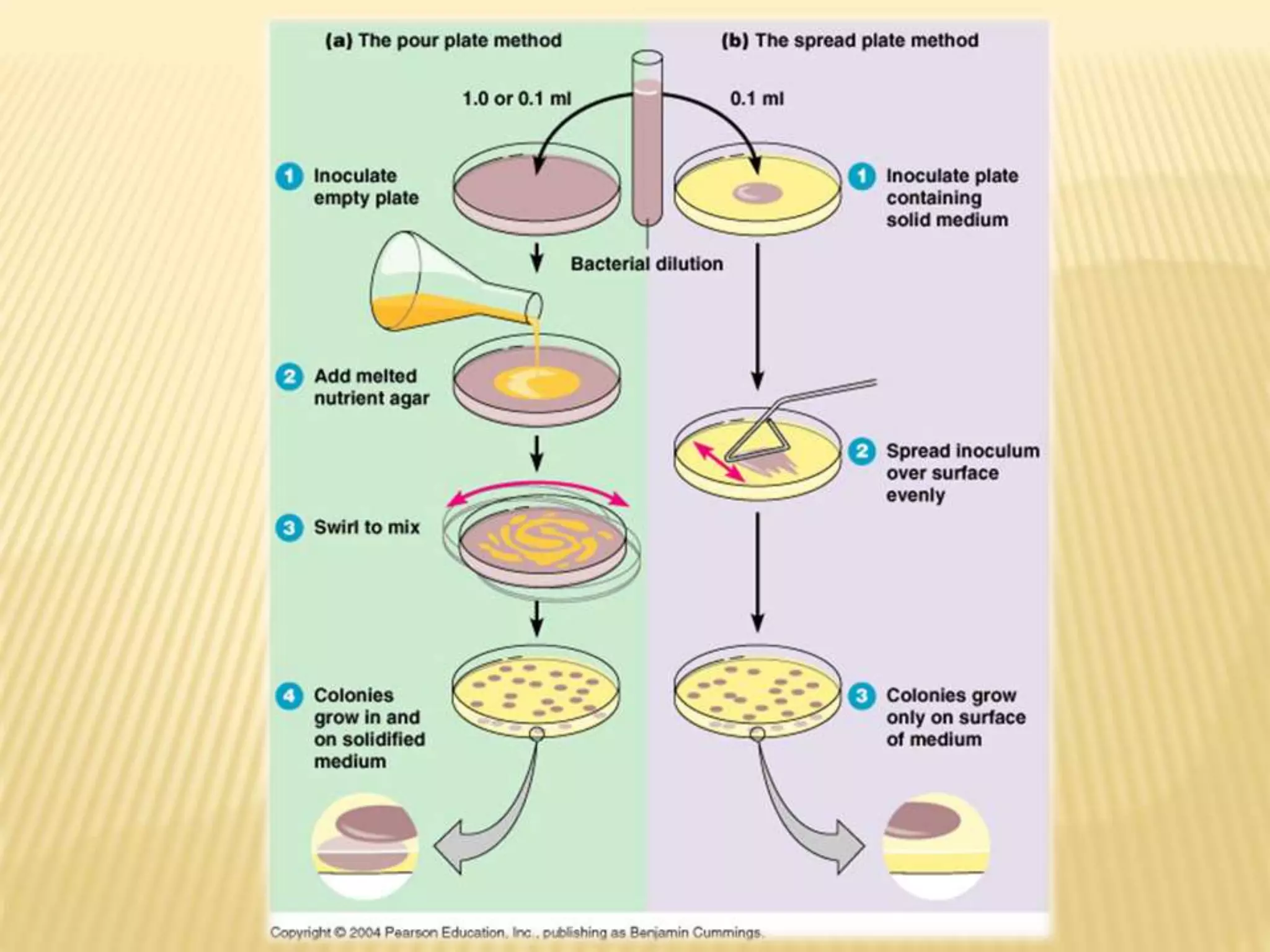 Pure culture techniques | PPTX