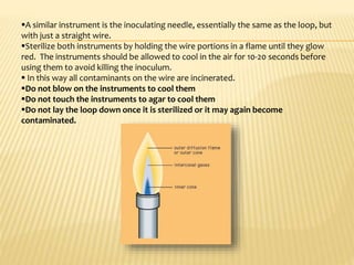A similar instrument is the inoculating needle, essentially the same as the loop, but
with just a straight wire.
Sterilize both instruments by holding the wire portions in a flame until they glow
red. The instruments should be allowed to cool in the air for 10-20 seconds before
using them to avoid killing the inoculum.
 In this way all contaminants on the wire are incinerated.
Do not blow on the instruments to cool them
Do not touch the instruments to agar to cool them
Do not lay the loop down once it is sterilized or it may again become
contaminated.
 
