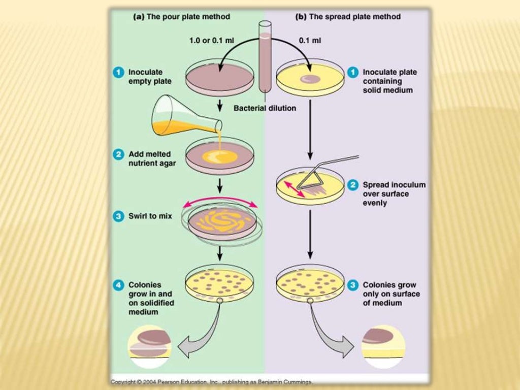 Pure culture techniques