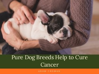 Pure Dog Breeds Help to Cure
Cancer
A D A M C R O M A N
 
